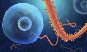 Segundo exame descarta suspeita de Ebola detectada no Paran
