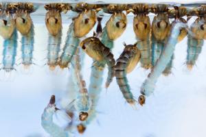 Zika multiplica casos de Guillain-Barr