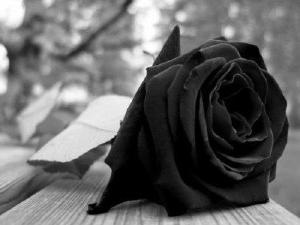 Pesar pelo falecimento dos m�dicos Jo�o Bernardo Alves e L�via Pacheco Gon�alves