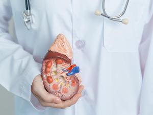 CRM-PR apoia campanha mundial de preveno de doenas renais